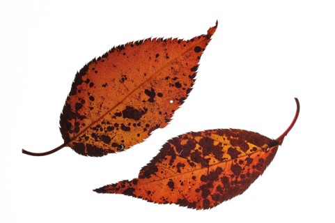 Japanese cherry