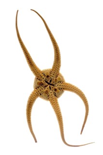 Underside of brittle star