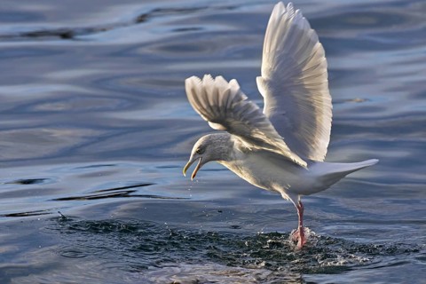 Iceland gull