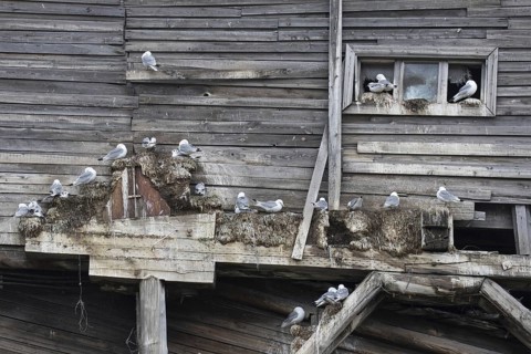 Black-legged kittiwakes