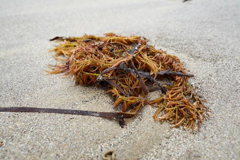 Seaweed and kelp at low tide on the beach at Dinard