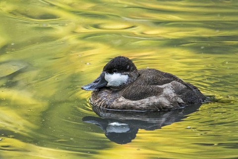 Ruddy duck