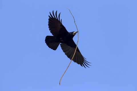Rook