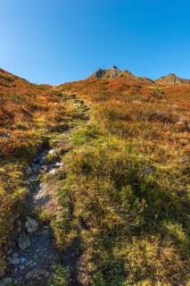 Autumnal red-coloured alpine bearberry