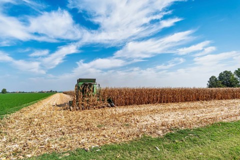 Maize harvest near Pieve di Cento