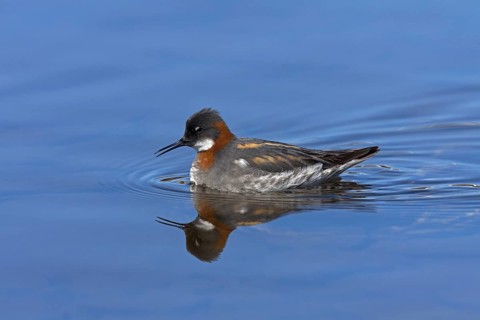 Red-necked Phalarope