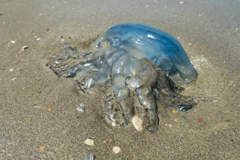 Barrel jellyfish