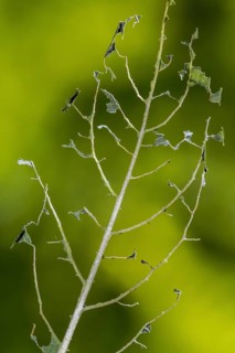 Damaged leaf of blueberry cultivar