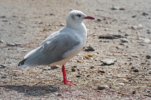 Grey-headed gull