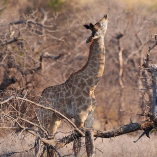 Giraffes