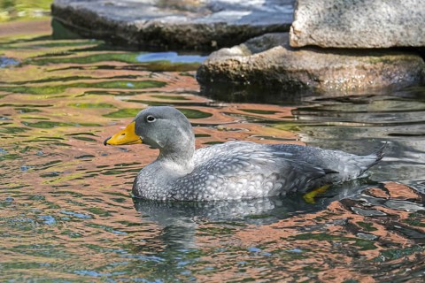 Swimming Fuegian steamer duck