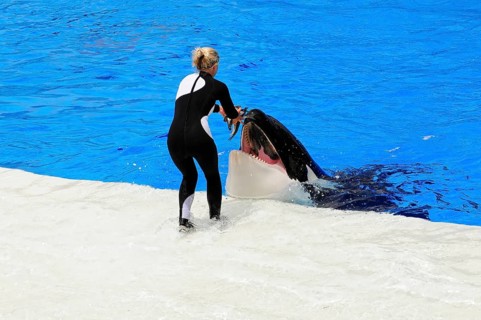 Dressed killer whale