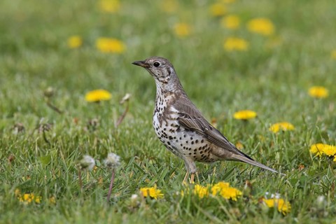 Mistle thrush