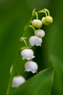Lily of the valley