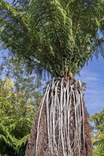 Soft tree fern