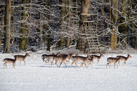 Herd of European fallow deer