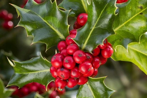 Common holly