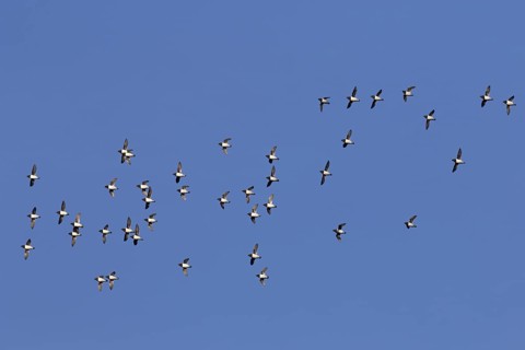 Little auks