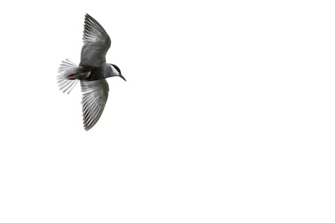 Whiskered tern