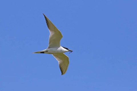 Gull-billed tern