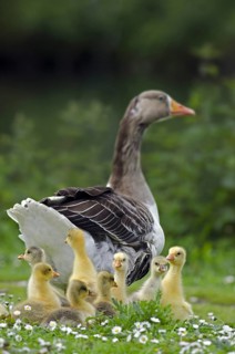 Domestic goose