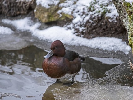 Ferruginous duck