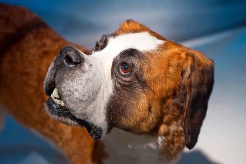 Stuffed St Bernard