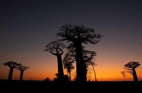 Baobabs at sunset in the west of Madagascar