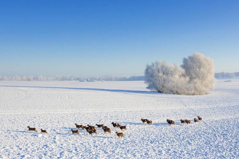 European mouflons