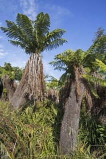 Soft tree ferns