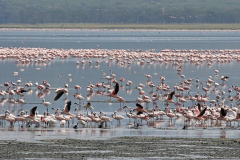 Lesser flamingos