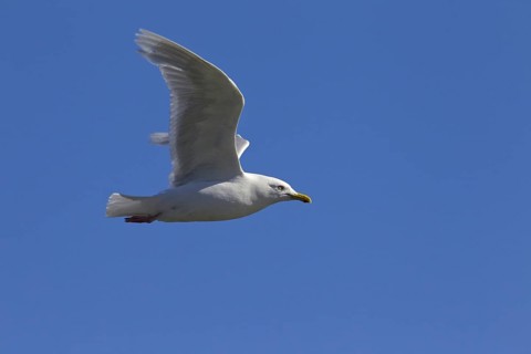 Iceland Gull