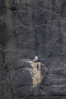 Black-legged kittiwake