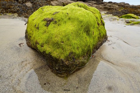 Seaweed on a rock on the beach of Dinard