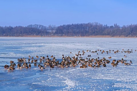 Flock of mallards