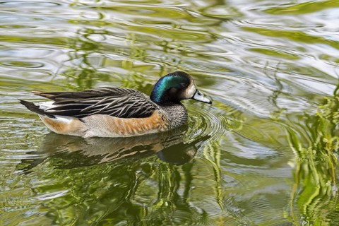 Chiloe wigeon