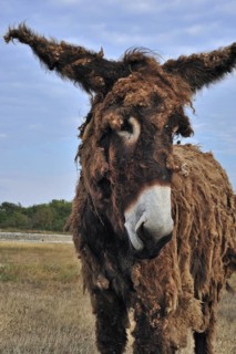 Poitou donkey