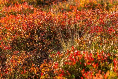 Autumnal red-coloured alpine bearberry