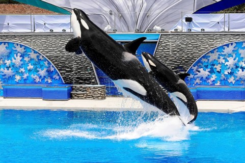 Dressed killer whales