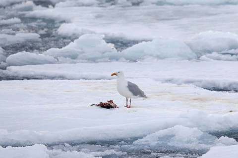 Glaucous gull