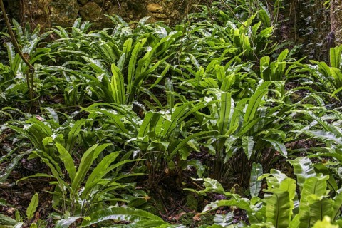 Hart's-tongue fern