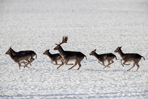 Herd of European fallow deer