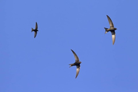Feeding party of common swifts