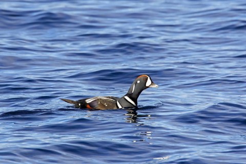 Harlequin duck