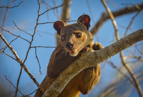 Fossa creeping cat