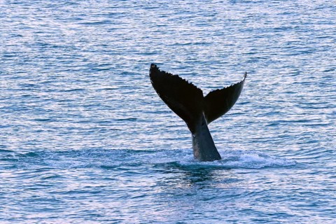 Humpback whale