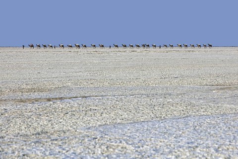 Afar cameleers