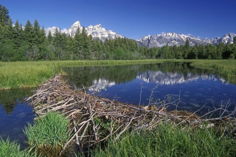 North American beaver