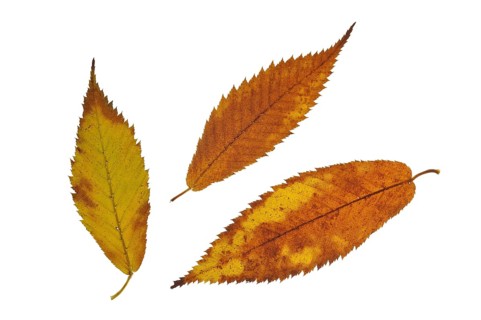 Hornbeam maple