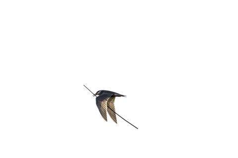 Whiskered tern